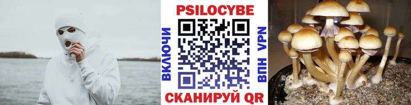 Купить закладки  Хилок  Псилоцибиновые грибы GOLDEN TEACHER 
